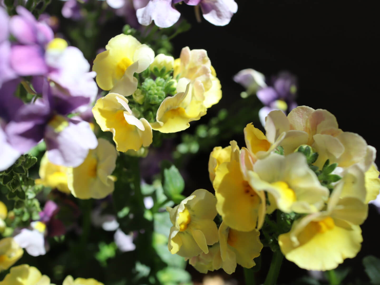 ネメシアの花言葉 様々な種類の寄せ植えでガーデニングを楽しもう Greensnap グリーンスナップ
