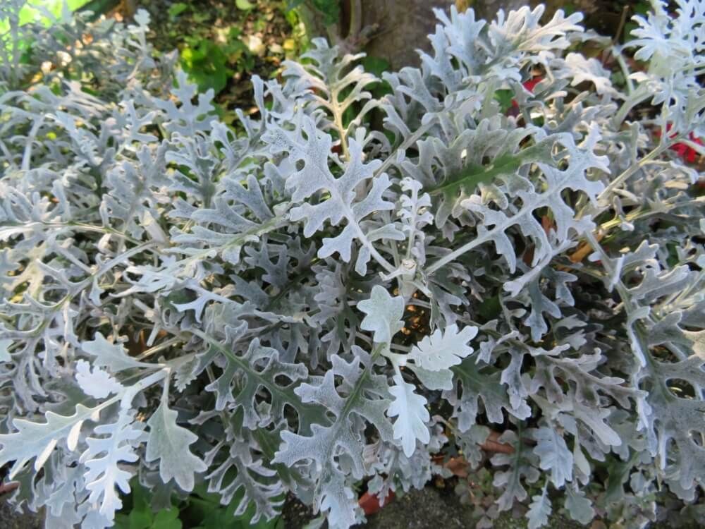 シロタエギク(ダースティーミラー)　葉