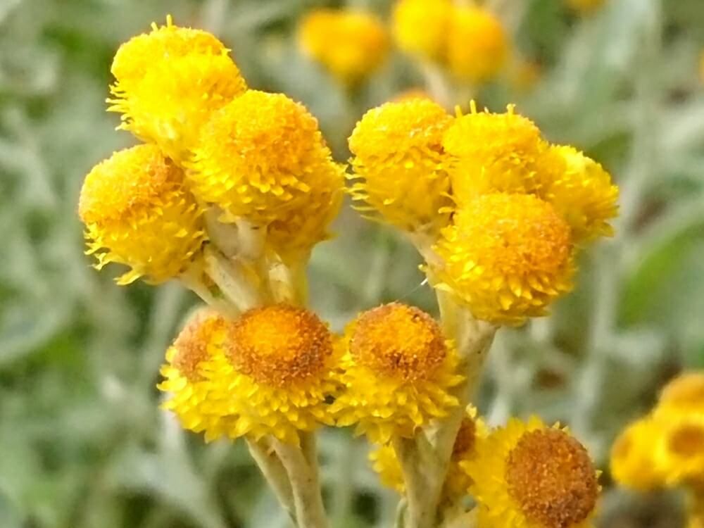 シロタエギク(ダースティーミラー)　黄色い花