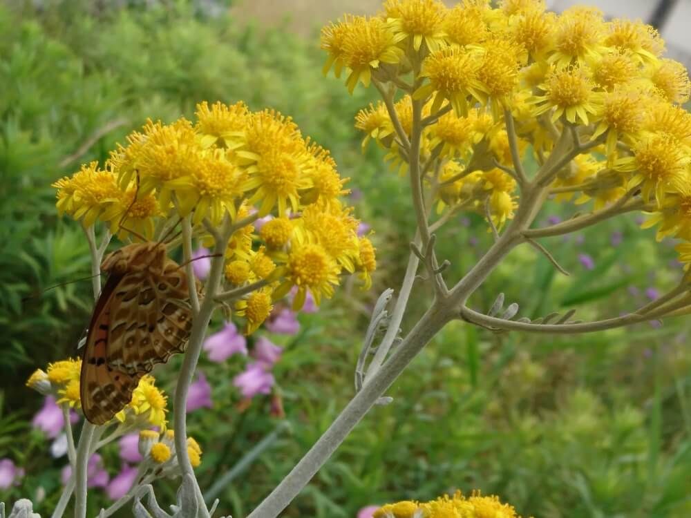 シロタエギク(ダースティーミラー)　黄色い花
