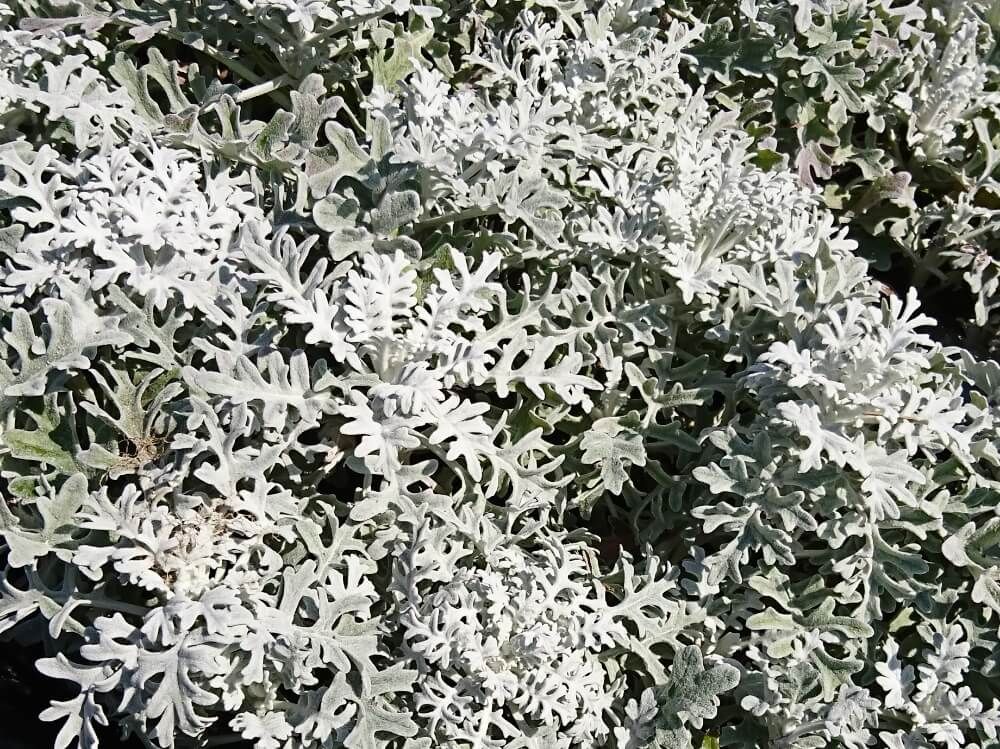 シロタエギク(ダースティーミラー)　葉