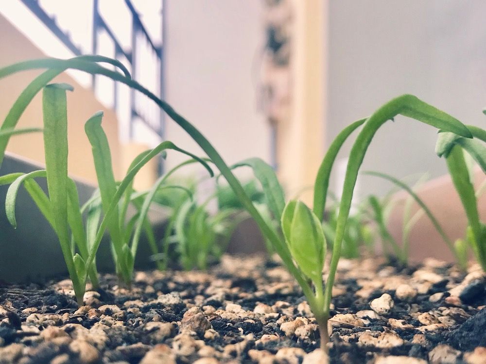 ほうれん草　ホウレンソウ