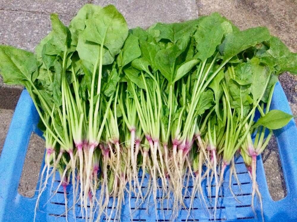 ほうれん草　ホウレンソウ