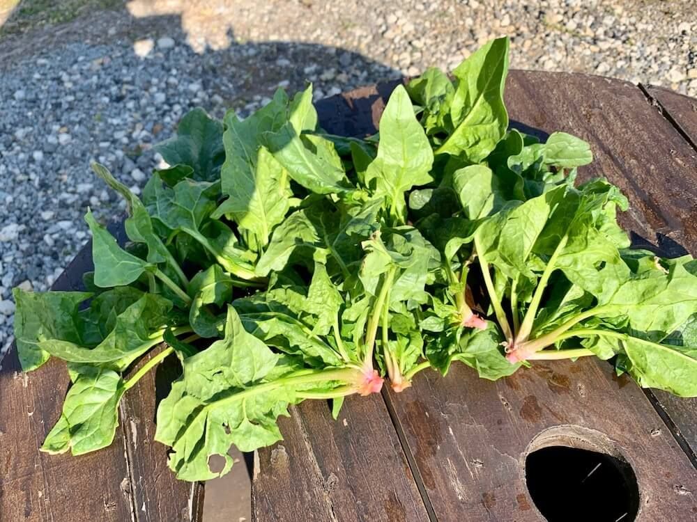 ほうれん草　ホウレンソウ