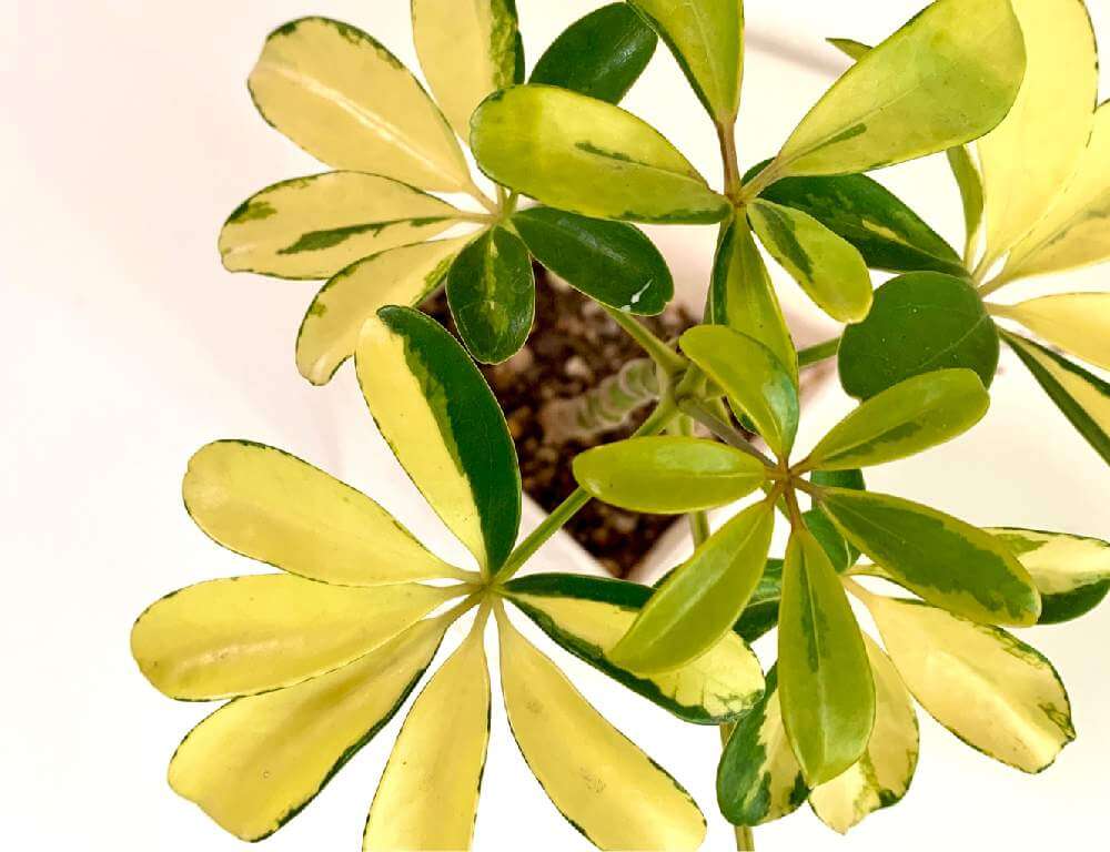 シェフレラ カポック の花言葉 種類や花の特徴 プレゼントにおすすめ Greensnap グリーンスナップ