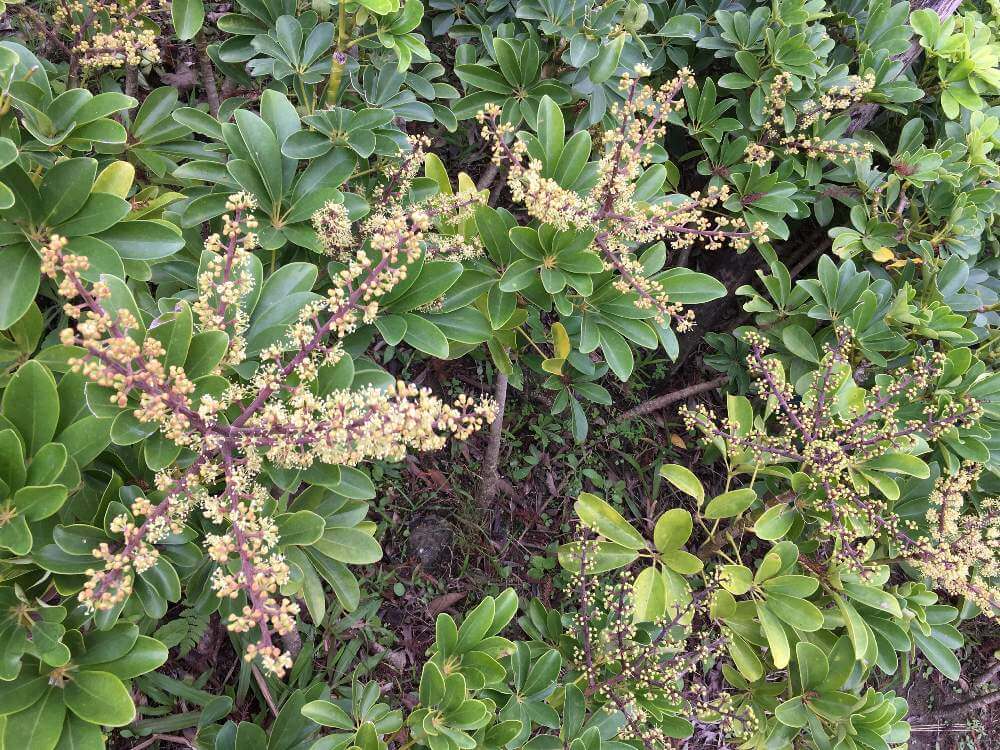 シェフレラ カポック の花言葉 種類や特徴は 花が咲くのは珍しい Greensnap グリーンスナップ