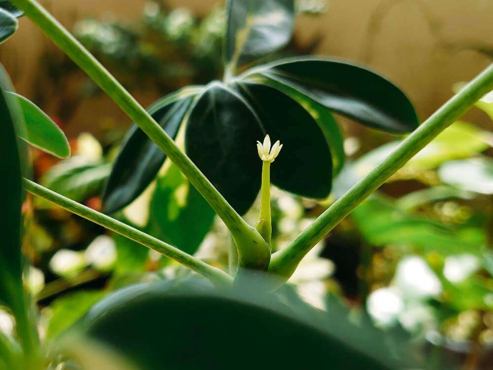 シェフレラ カポック の花言葉 種類や花の特徴 プレゼントにおすすめ Greensnap グリーンスナップ