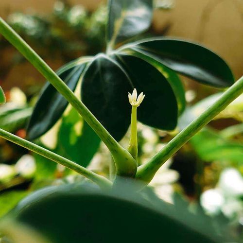 シェフレラ カポック の花言葉 種類や特徴は 花が咲くのは珍しい Greensnap グリーンスナップ