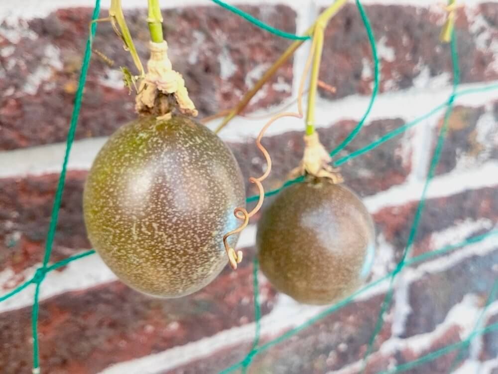 パッションフルーツ