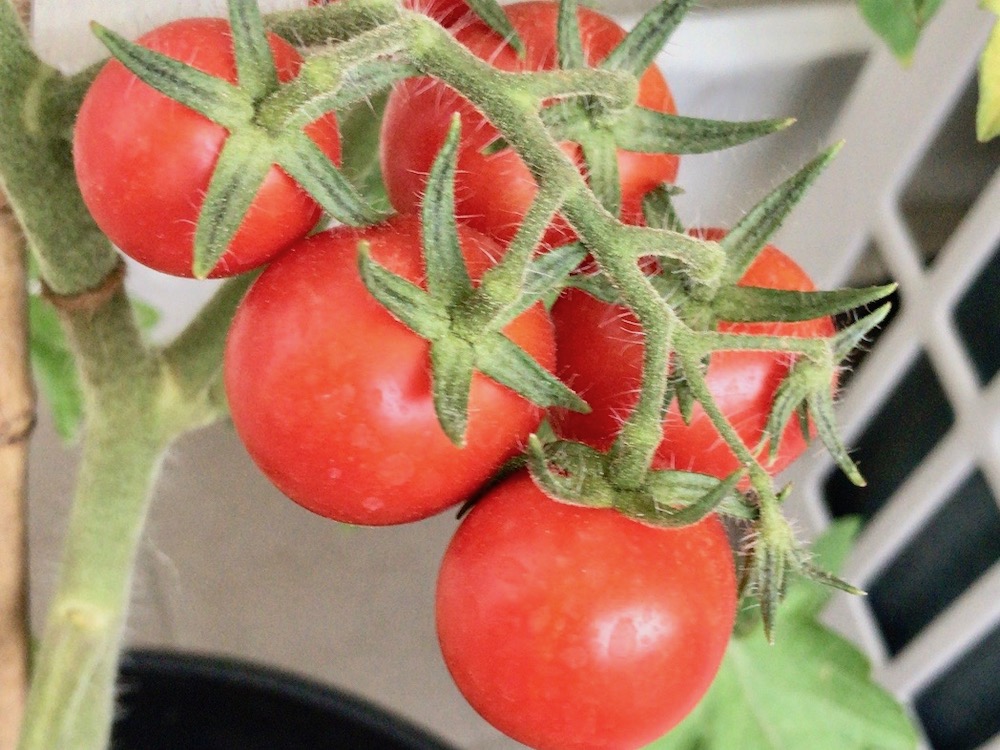 トマト 栽培 摘芯 家庭菜園でトマト栽培 わき芽かきや摘芯 剪定のポイント