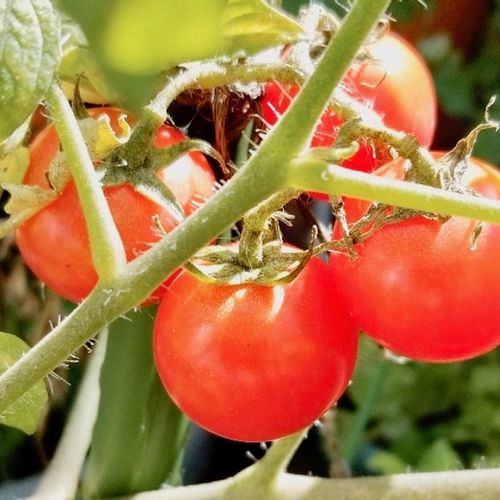 ミニトマトの育て方 プランター栽培のコツは 種まきからも育つ Greensnap グリーンスナップ