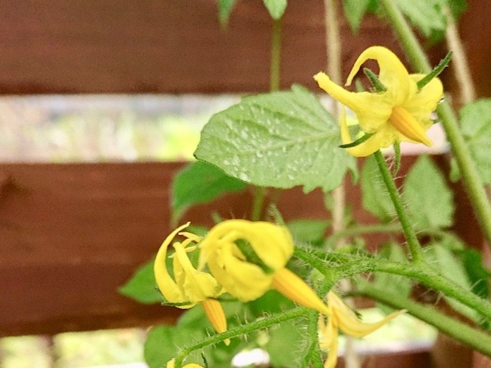 ミニトマト　家庭菜園　ベランダ菜園