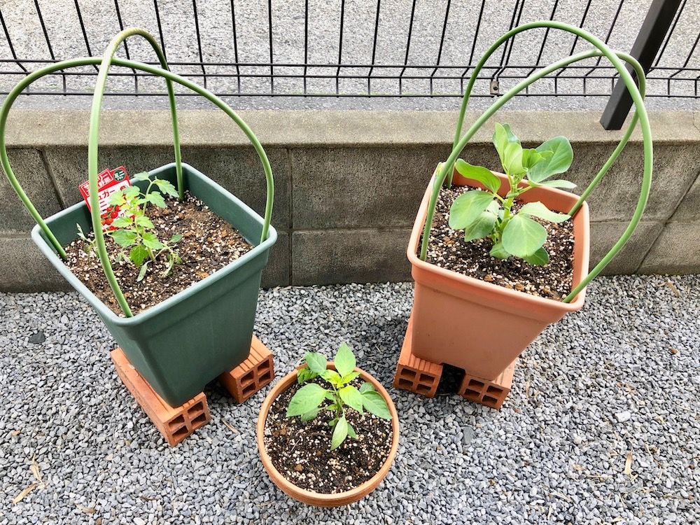 ミニトマト　家庭菜園　ベランダ菜園　鉢植え