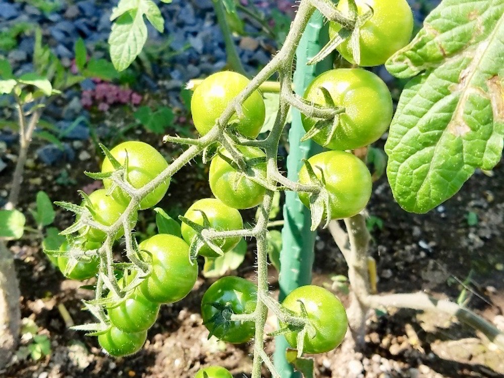 ミニトマトの収穫時期 方法 タイミングの見極め方は 量を増やすコツは Greensnap グリーンスナップ