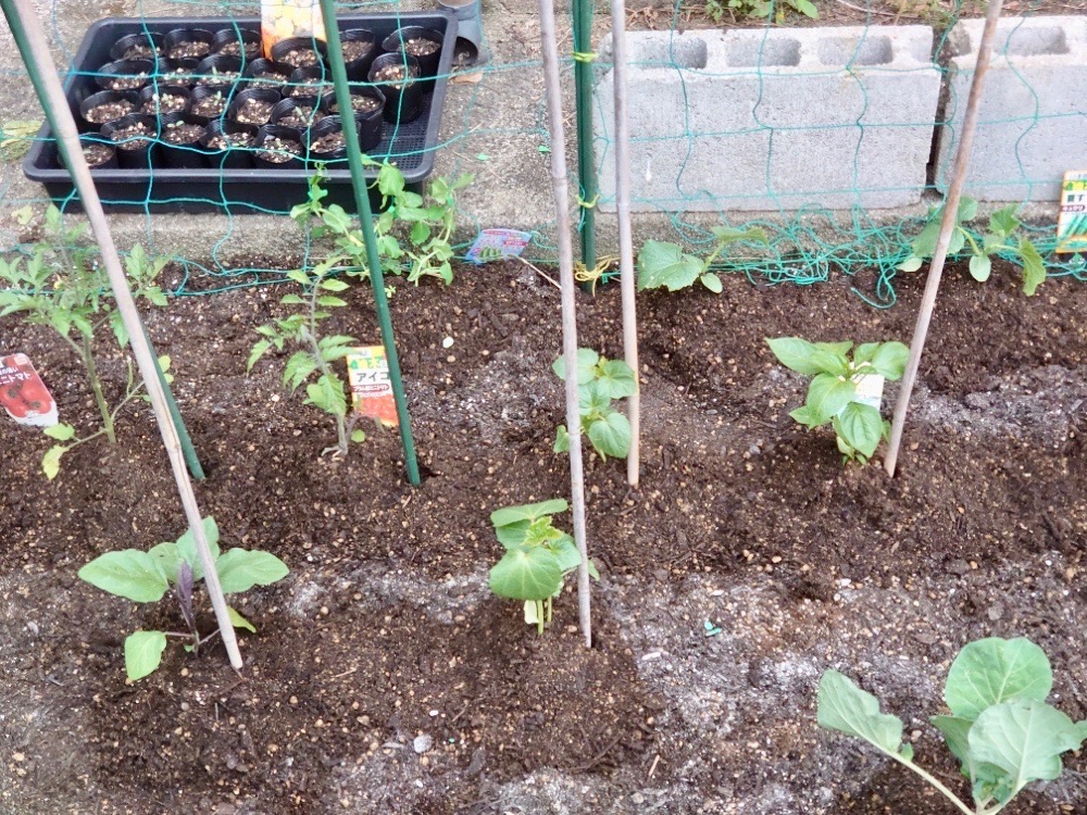 トマトの育て方 プランターで栽培するコツは 水やりの頻度は Greensnap グリーンスナップ