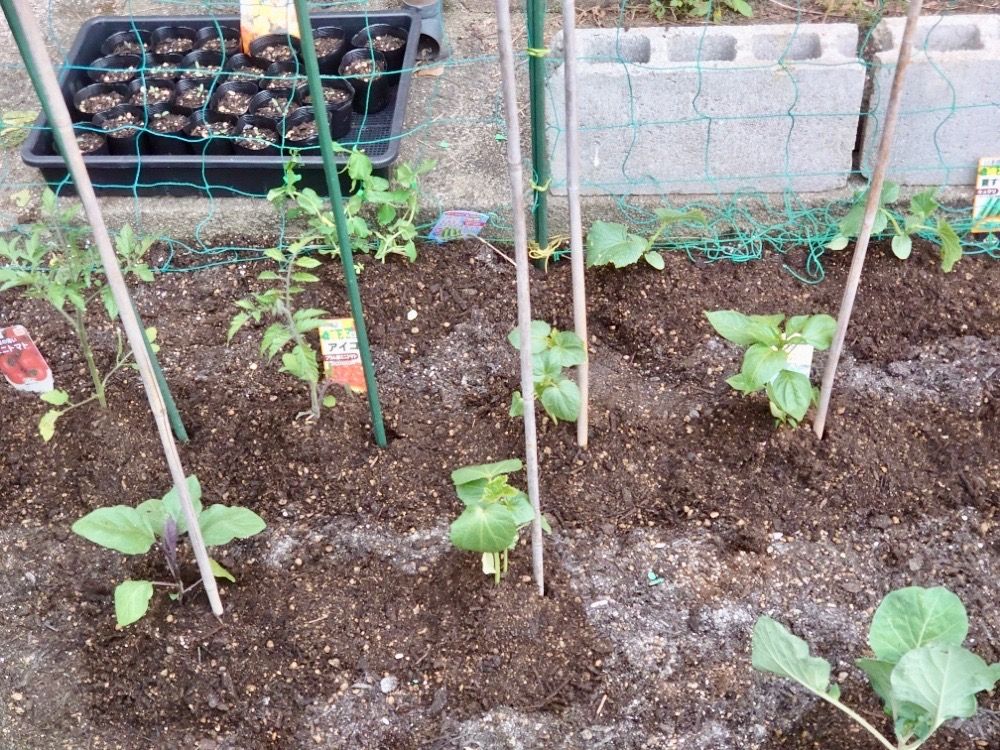 ミニトマト　家庭菜園　ベランダ菜園