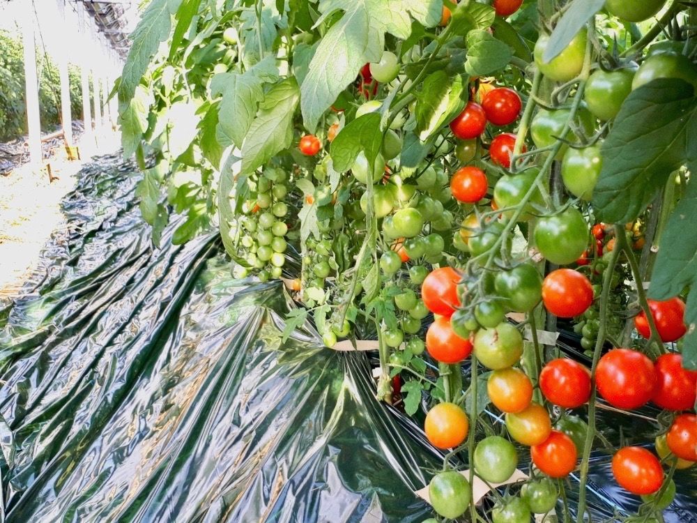 ミニトマト　家庭菜園　ベランダ菜園