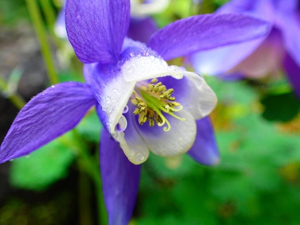オダマキ　紫色の花