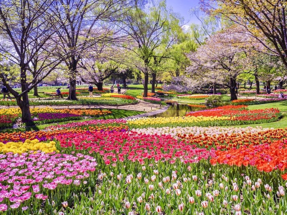 チューリップ　チューリップ畑　公園　絶景