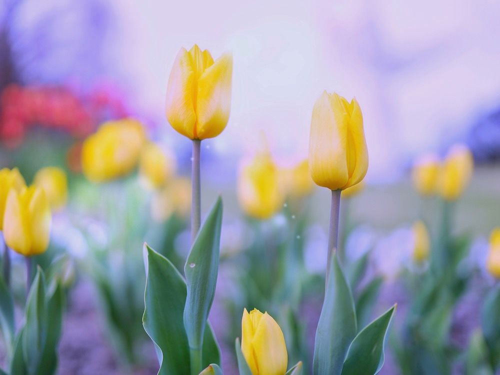 チューリップ　チューリップ畑　公園　絶景