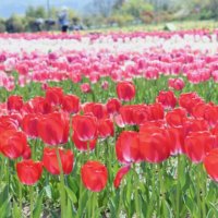 気持ちはお花畑！チューリップの絶景写真でピクニック気分♪の画像