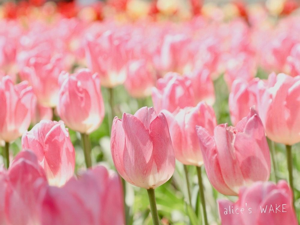 チューリップ　チューリップ畑　公園　絶景
