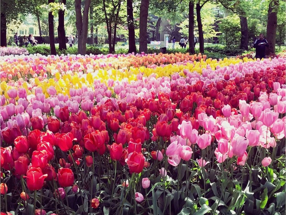 チューリップ　チューリップ畑　公園　絶景