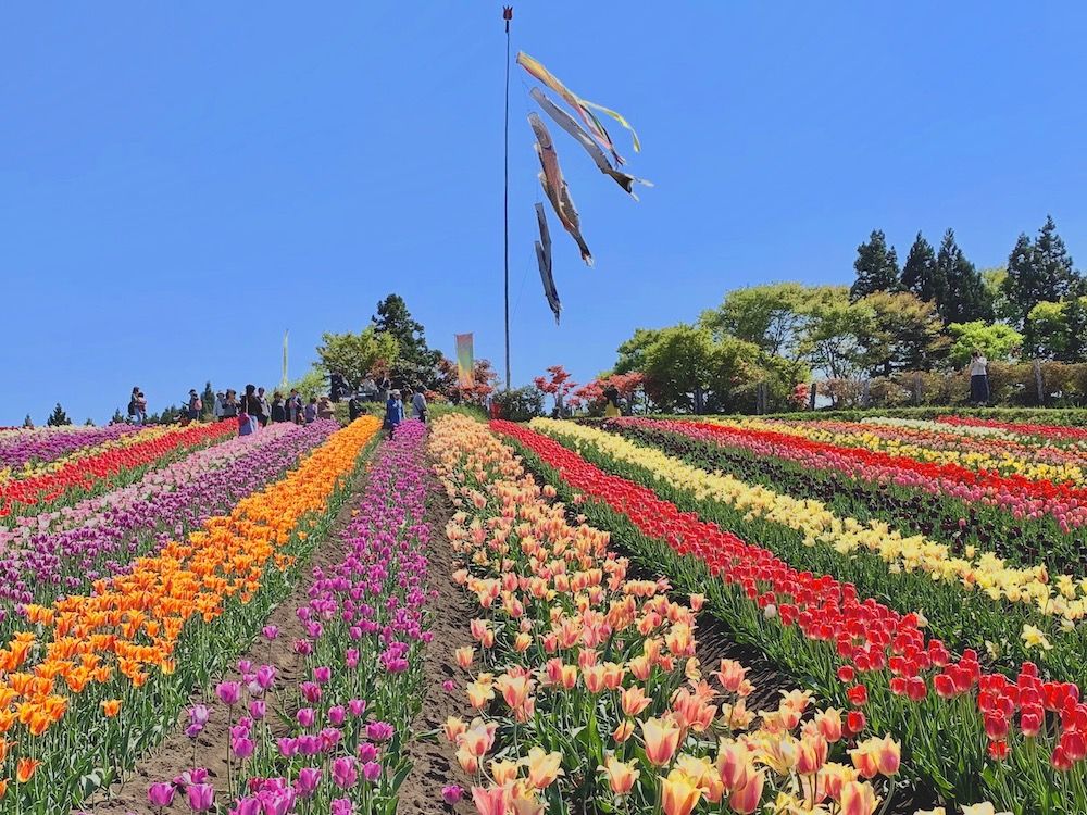 チューリップ　チューリップ畑　公園　絶景