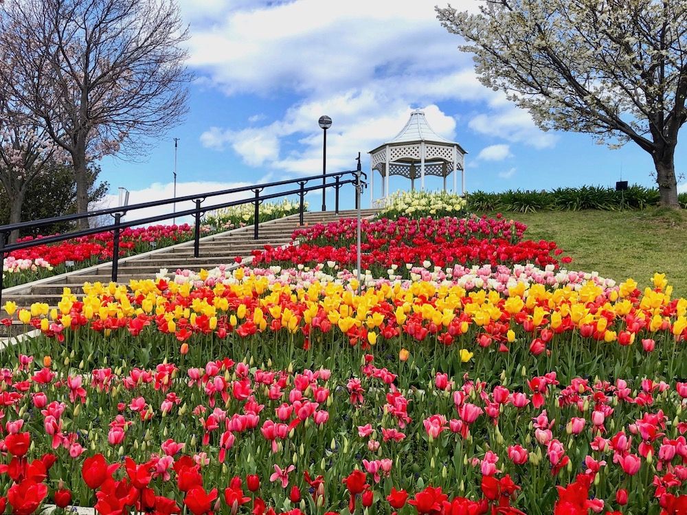 チューリップ　チューリップ畑　公園　絶景