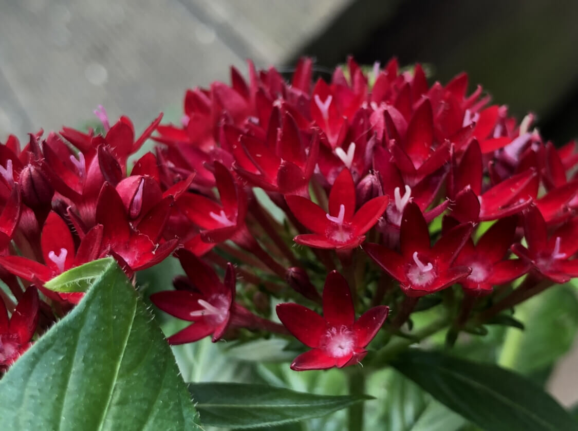 ペンタスの花言葉 色別の意味や由来は 種類 品種 花の特徴は Greensnap グリーンスナップ