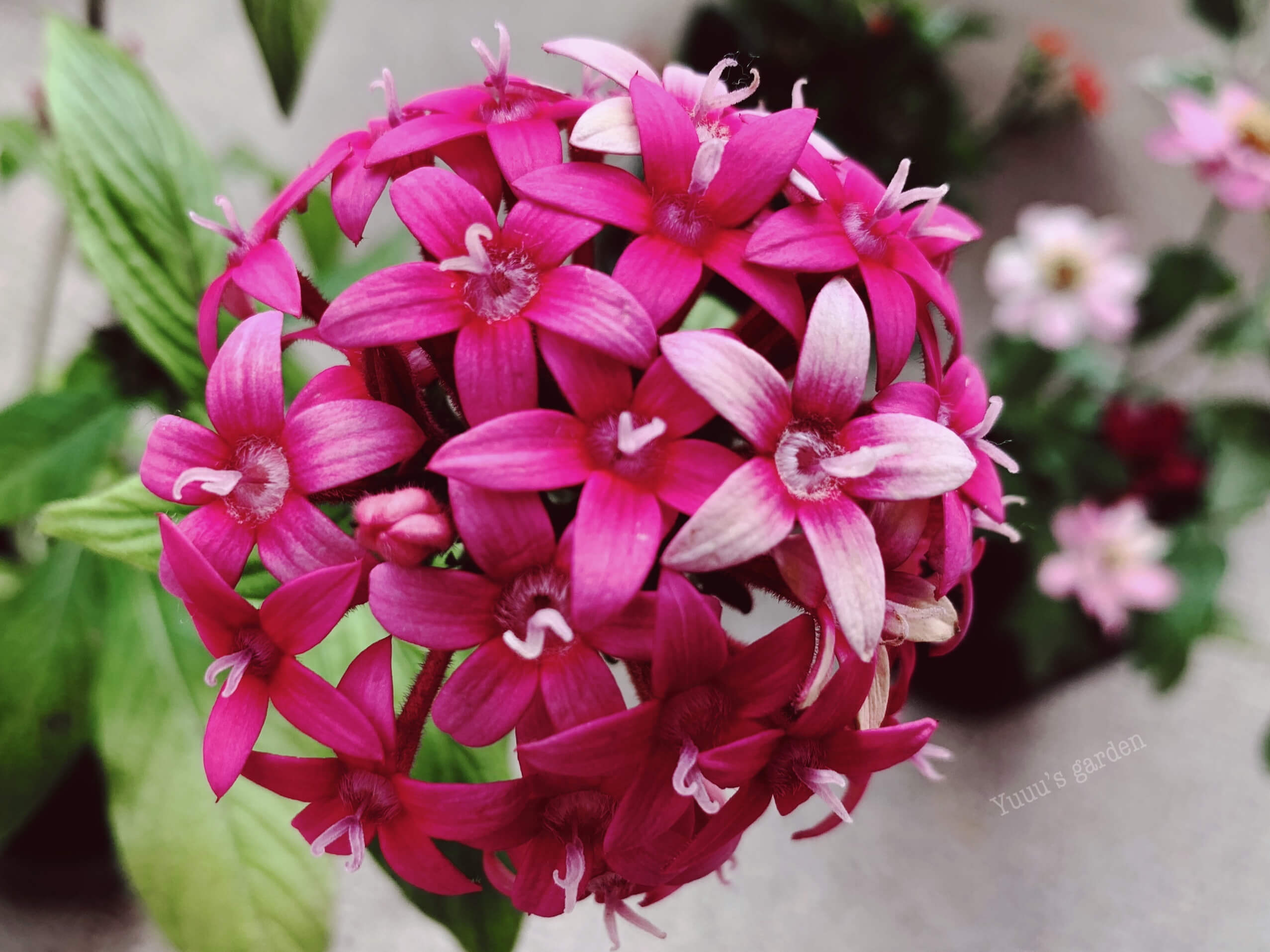 ペンタスの花言葉 種類や品種 花の特徴は Greensnap グリーンスナップ