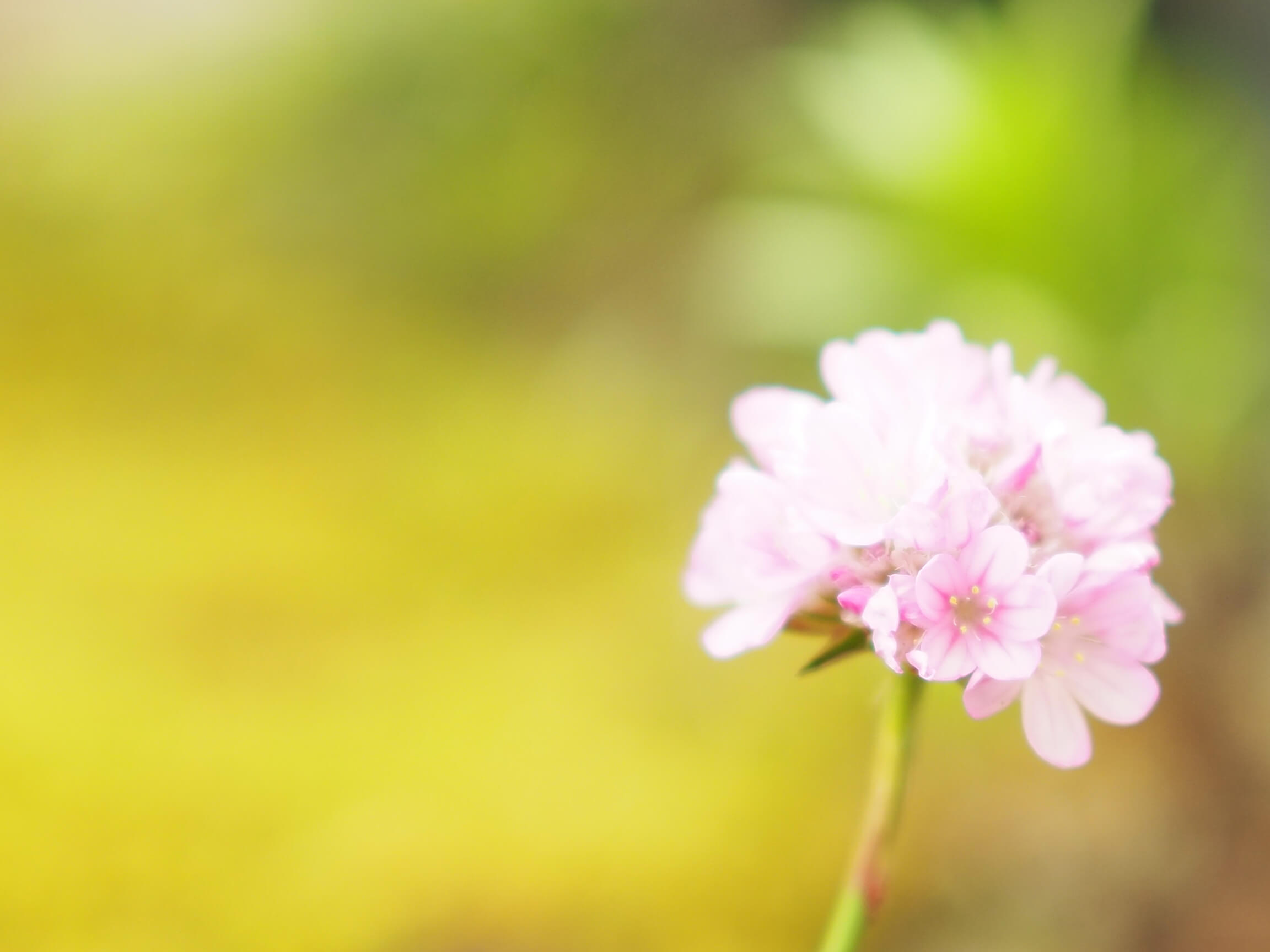 アルメリアの花言葉 種類や品種 花の特徴は Greensnap グリーンスナップ