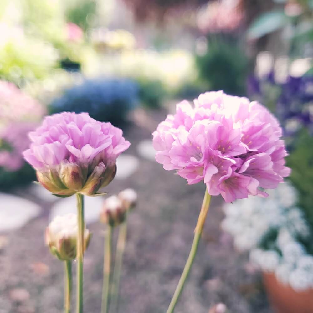 アルメリアの花言葉 種類や品種 花の特徴は Greensnap グリーンスナップ
