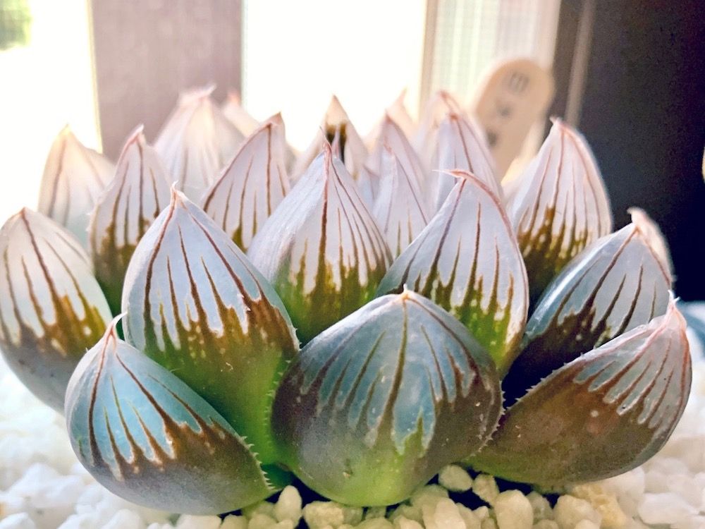 ハオルチア　オブツーサ