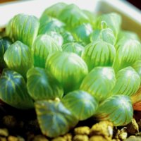 ハオルチア・オブツーサの育て方｜水やりの頻度は？どこに置くといい？の画像