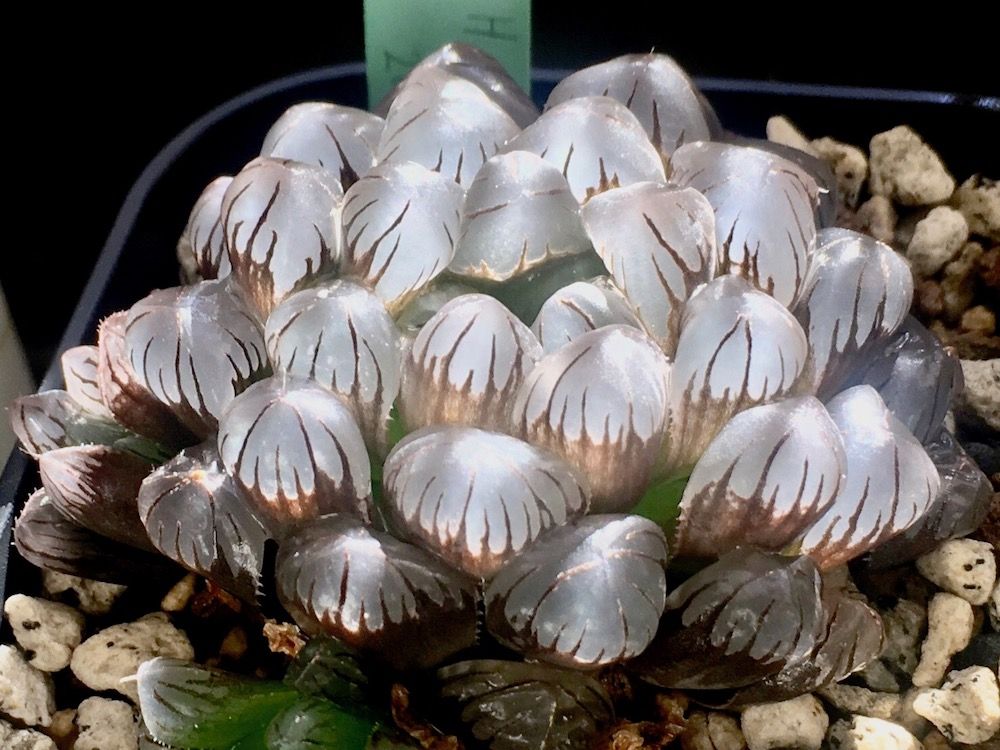 ハオルチア　オブツーサ