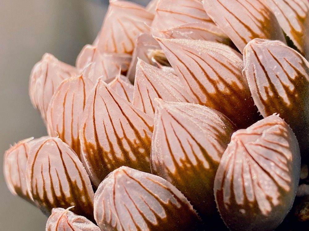 ハオルチア　オブツーサ