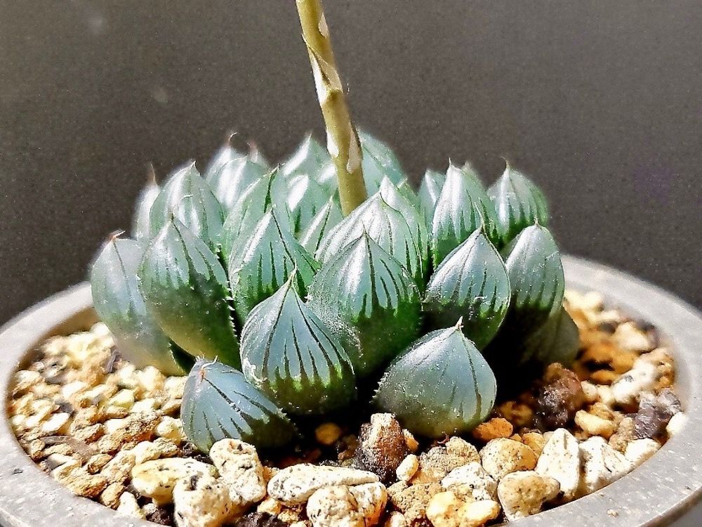 ハオルチア　オブツーサ