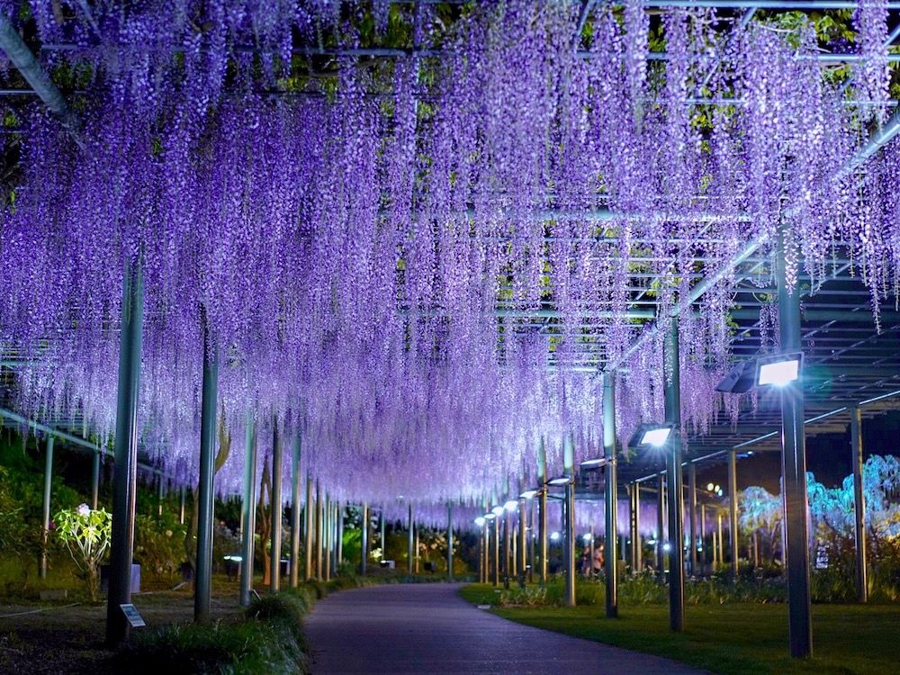 藤　フジ　ふじ　藤棚　名所　絶景