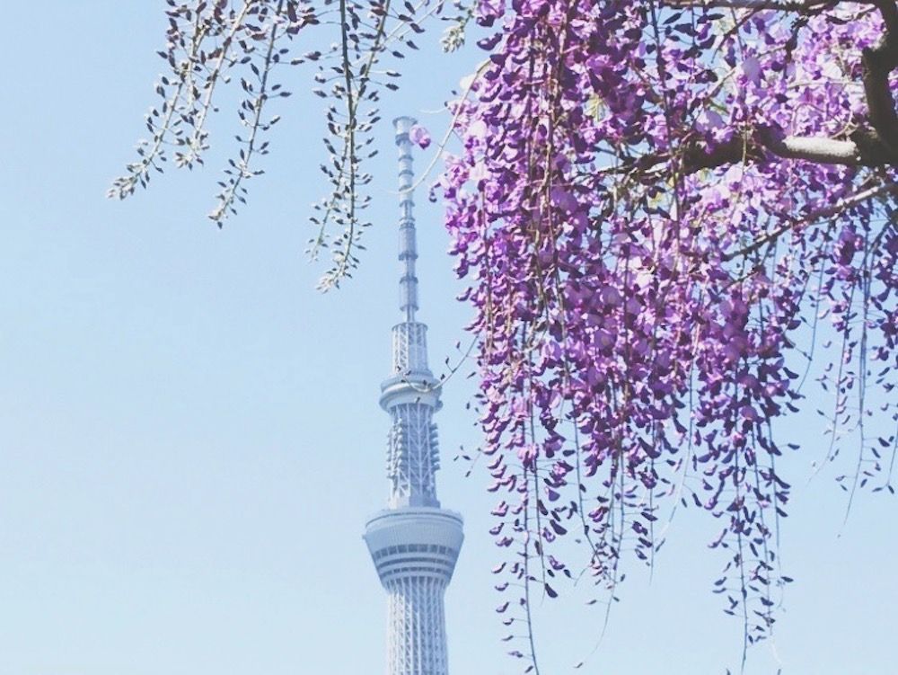 藤　フジ　ふじ　藤棚　名所　絶景