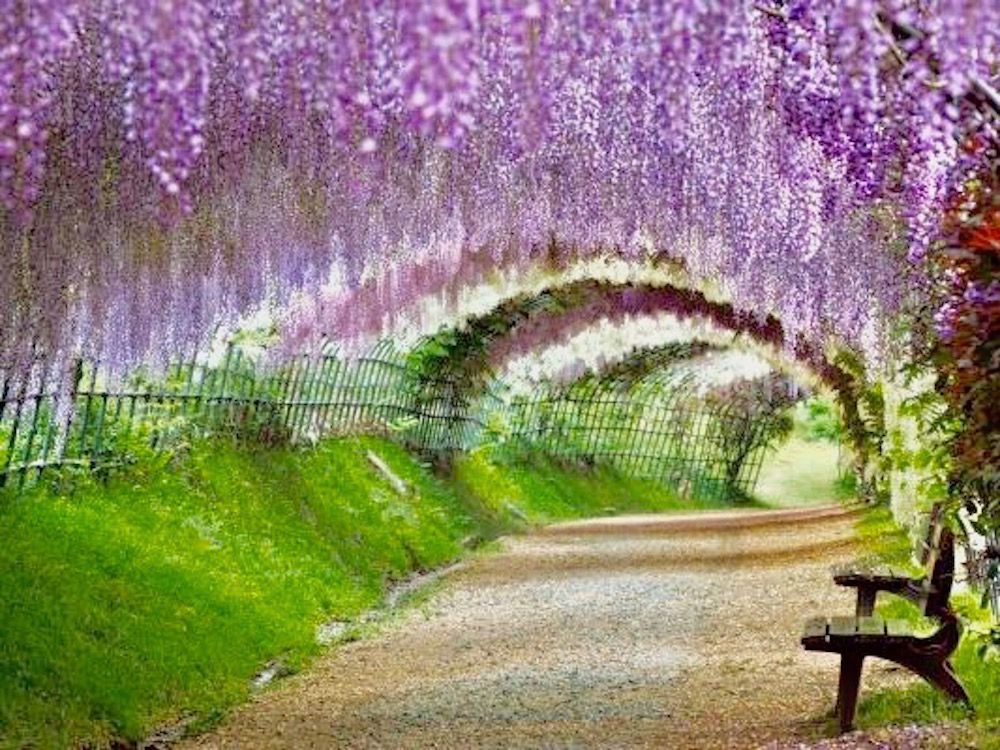 藤　フジ　ふじ　藤棚　名所　絶景