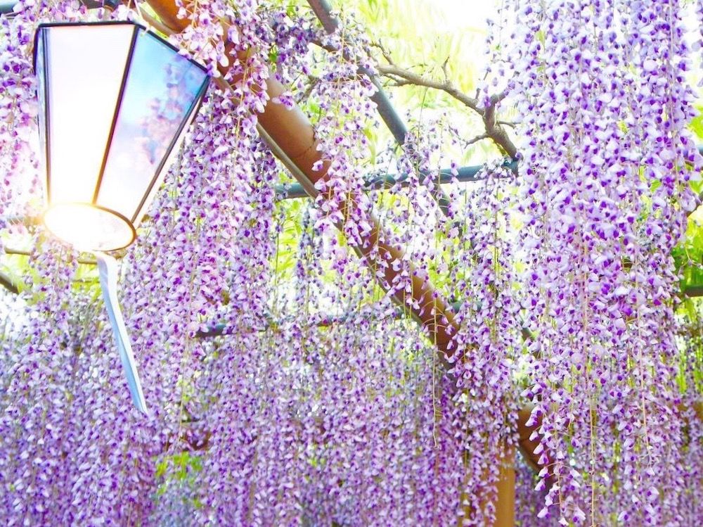 藤　フジ　ふじ　藤棚　名所　絶景