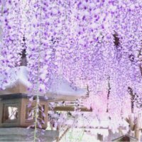 今年は写真で楽しもう！藤(フジ)が美しく咲く絶景スポットの画像