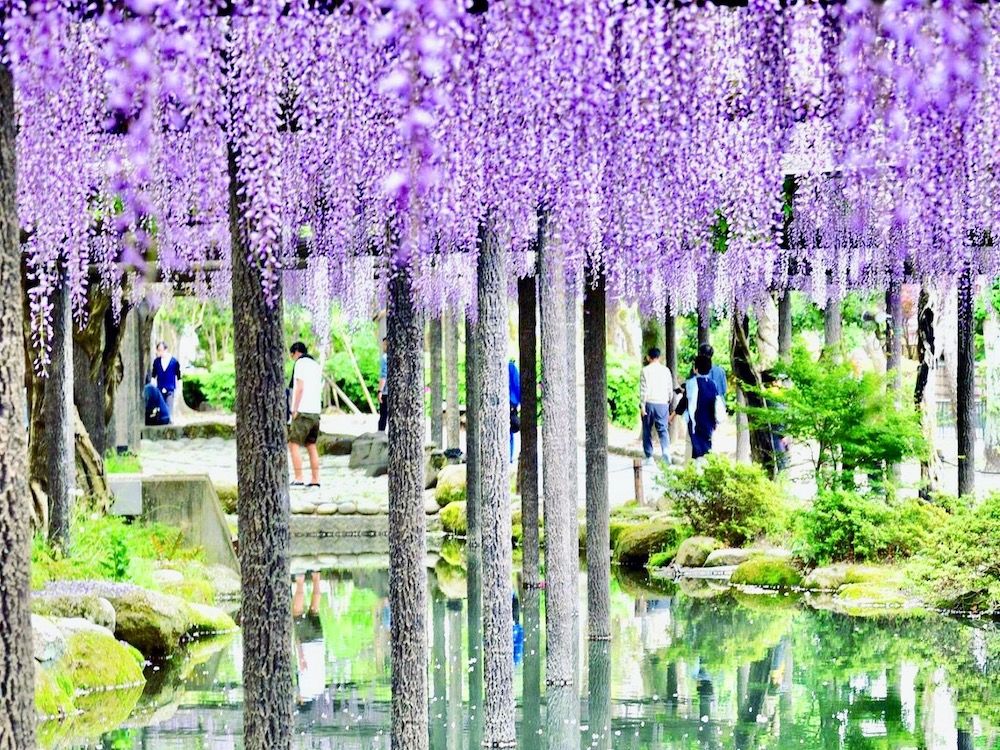 藤　フジ　ふじ　藤棚　名所　絶景