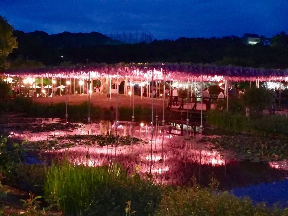 藤　フジ　ふじ　藤棚　名所　絶景
