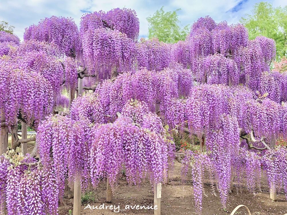 藤　フジ　ふじ　藤棚　名所　絶景