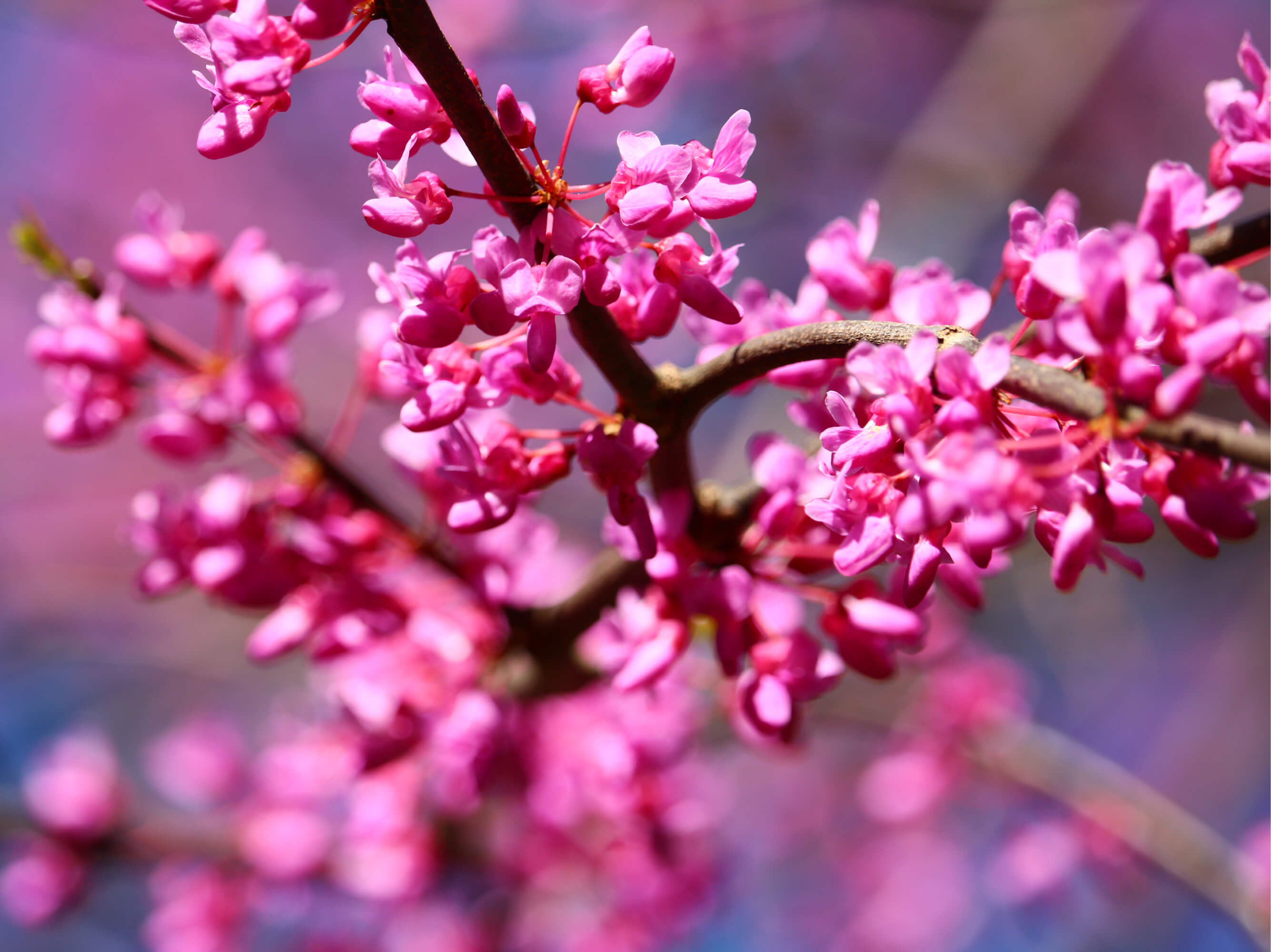 ハナズオウの花言葉 種類や品種 花の特徴は Greensnap グリーンスナップ
