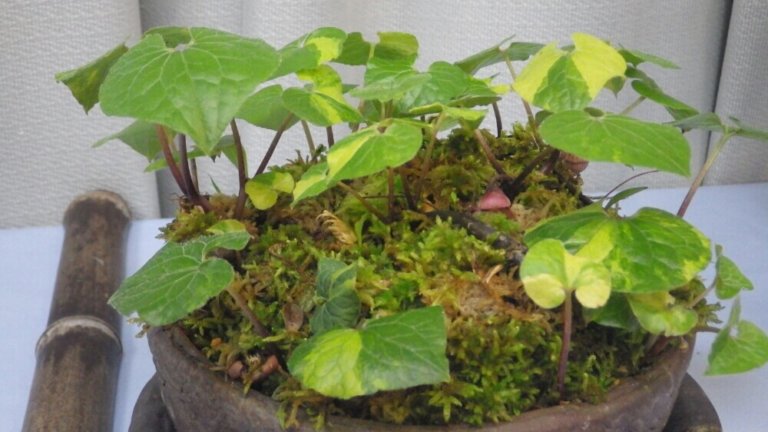 フタバアオイ(二葉あおい)の花言葉｜花の特徴や日本の歴史とのつながり｜🍀GreenSnap（グリーンスナップ）