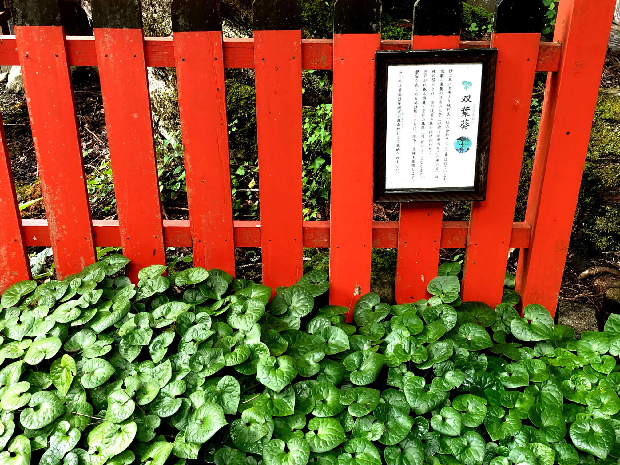 フタバアオイ 二葉あおい の花言葉 花の特徴や日本の歴史とのつながり Greensnap グリーンスナップ