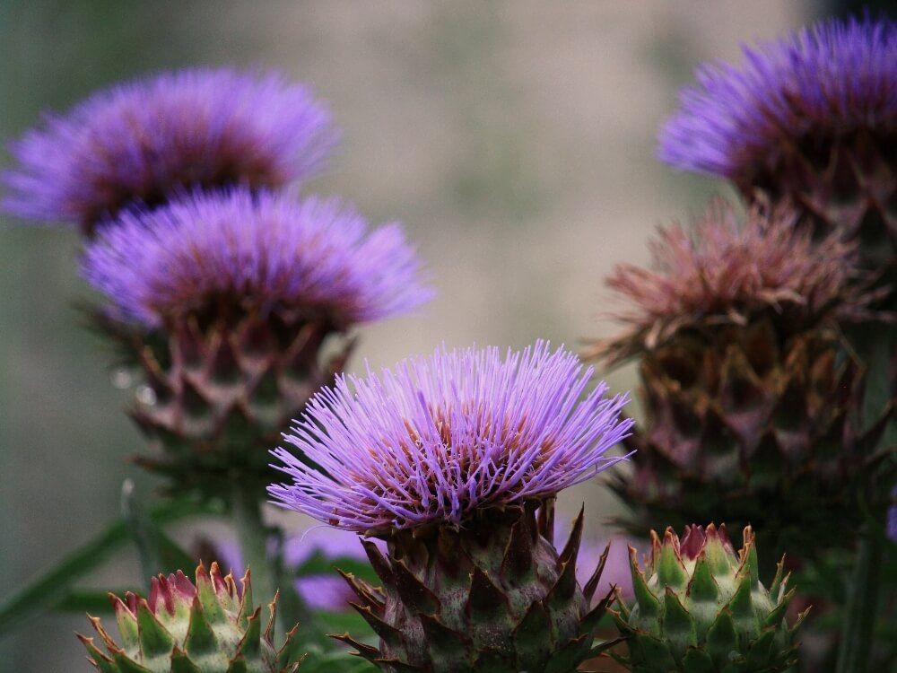 アーティチョーク